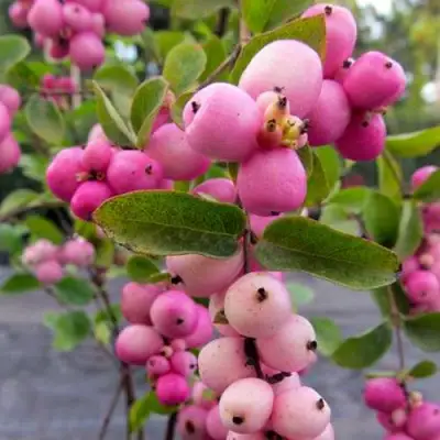 Снежноягодник ФИЕСТА БЕРРИ доренбоза в Калинковичах