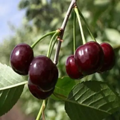 Вишня ВЛАДИМИРСКАЯ в Калинковичах