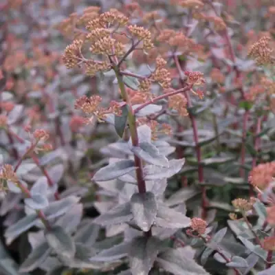 Очиток (седум) РЭЙН КСЕНОКС видный в Калинковичах