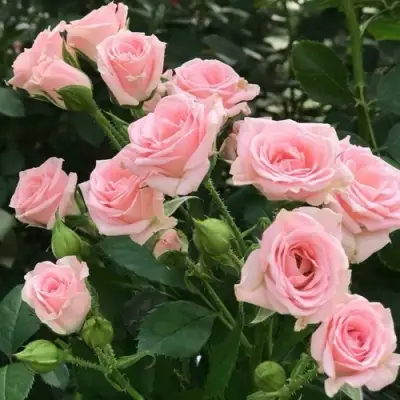 Роза КЛАССИК ЛИДИЯ спрей в Калинковичах