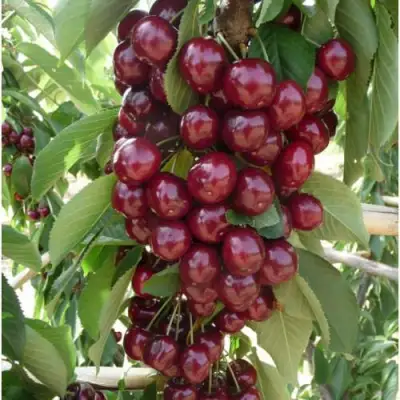 Вишня КОРОЛЕВА колонновидная в Калинковичах