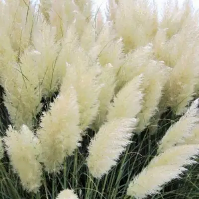 Кортадерия белая (пампасная трава) в Калинковичах