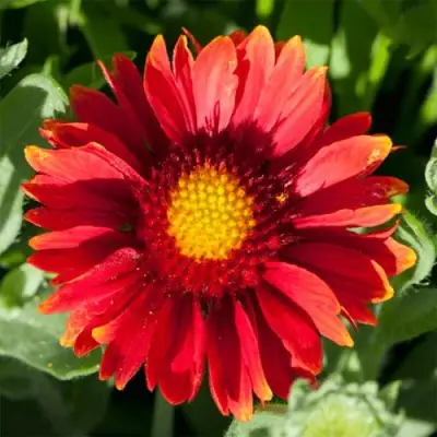 Гайлардия АРИЗОНА РЕД ШЕЙДС в Калинковичах