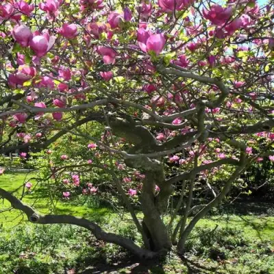 Магнолия СУЛАНЖА в Калинковичах
