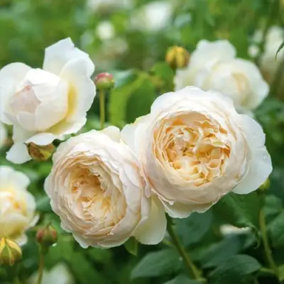 Роза КЛЭР ОСТИН английская в Калинковичах