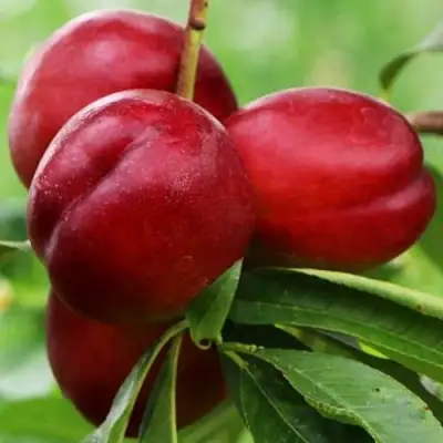 Нектарин КРЫМЧАНИН в Калинковичах