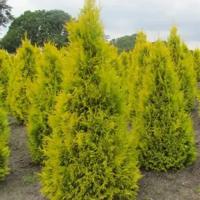 Туя САНКИСТ западная в Калинковичах