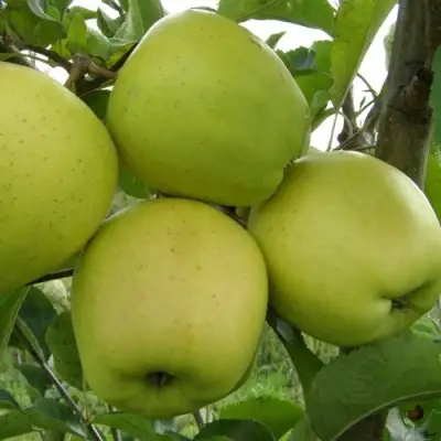 Яблоня КОШТЕЛЯ в Калинковичах