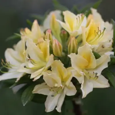 Азалия ДАВИЗИ листопадная в Калинковичах