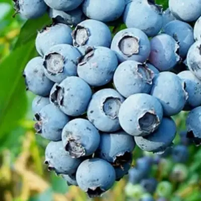 Голубика БРИГИТТА БЛЮ в Калинковичах