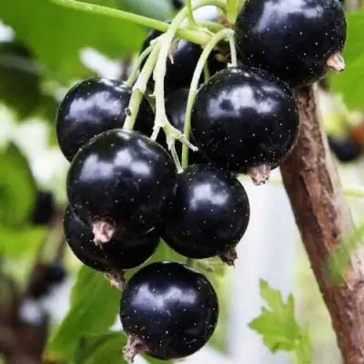 Смородина чёрная ДЕЛИКАТЕСНАЯ в Калинковичах