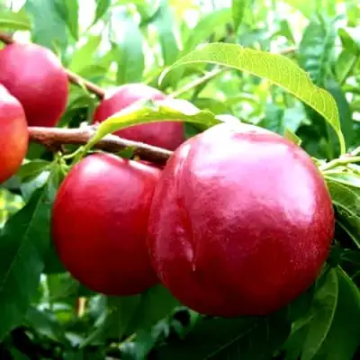 Нектарин ХАРКО в Калинковичах