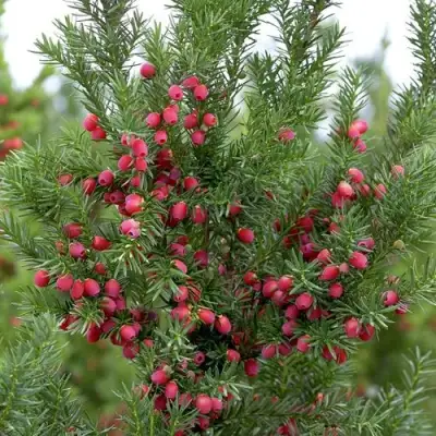 Тис ХИКСИ средний в Калинковичах