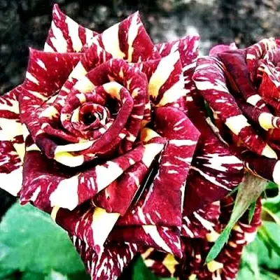 Роза ФОКУС ПОКУС флорибунда в Калинковичах