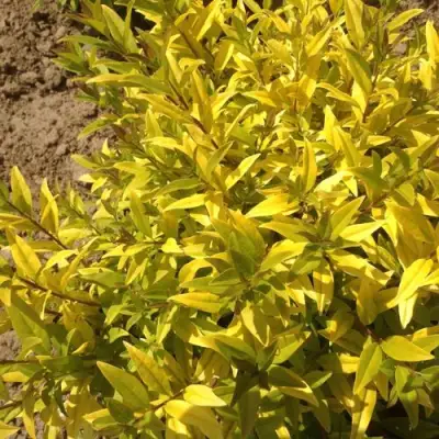 Бирючина АУРЕА обыкновенная в Калинковичах