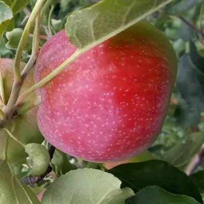 Яблоня АЛЬВА в Калинковичах