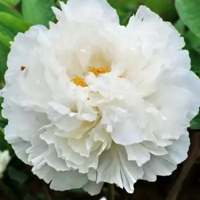 Пион БЕЛЫЙ СНЕГ древовидный в Калинковичах