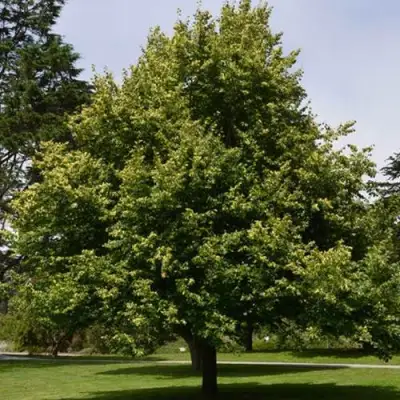 Липа сердцевидная в Калинковичах