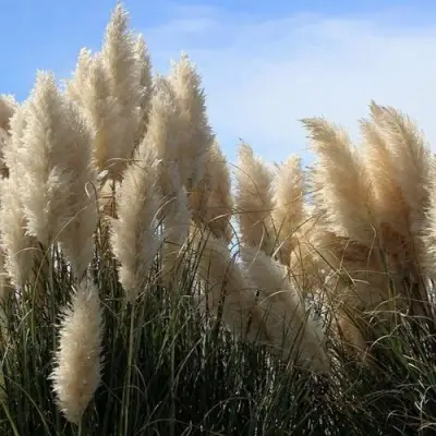 Кортадерия белая (пампасная трава) в Калинковичах