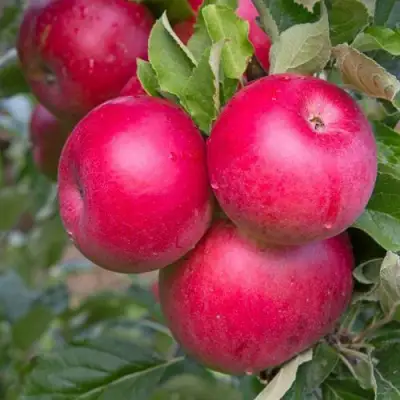 Яблоня РОЖДЕСТВЕНСКОЕ в Калинковичах