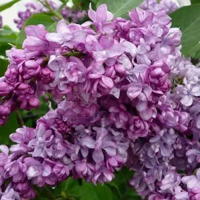 Сирень ГЕНЕРАЛ ПЕРШИНГ в Калинковичах