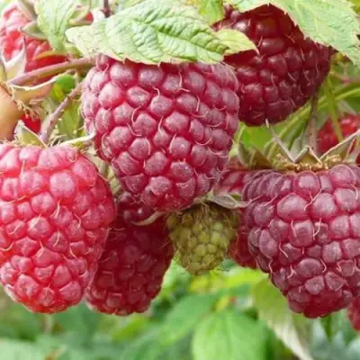 Малина ПОЛЬКА (ПОЛКА) в Калинковичах