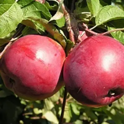 Яблоня ДАРУНАК в Калинковичах