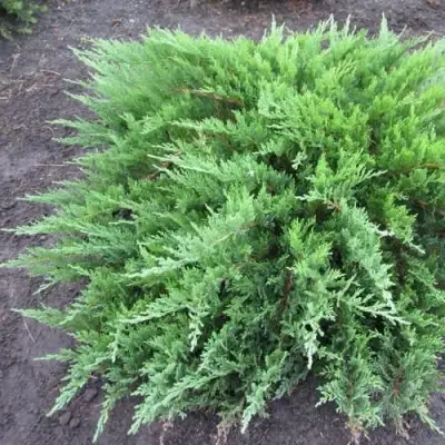 Можжевельник ТАМАРИСЦИФОЛИЯ казацкий  в Калинковичах