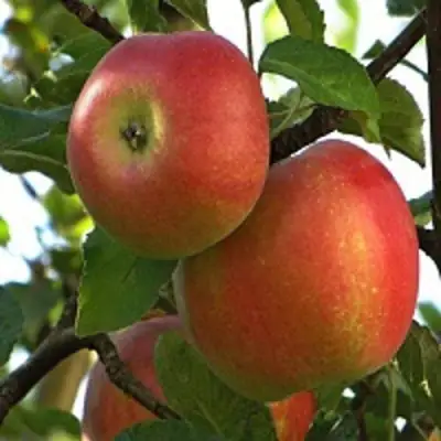 Яблоня ПЕРСИКОВАЯ в Калинковичах