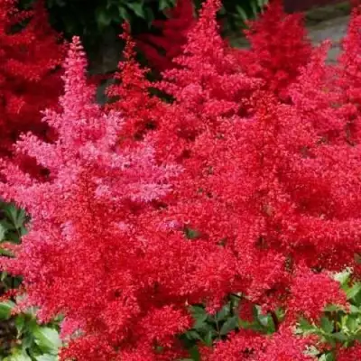 Астильба ЭТНА Арендса в Калинковичах