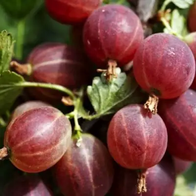 Крыжовник ХИННОМАКИ РОТ в Калинковичах