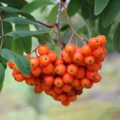 Рябина ВЕФЕД сладкоплодная в Калинковичах