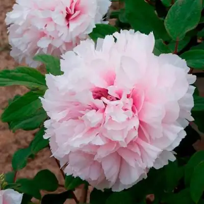 Пион ПЕРСИК ПОД СНЕГОМ древовидный в Калинковичах