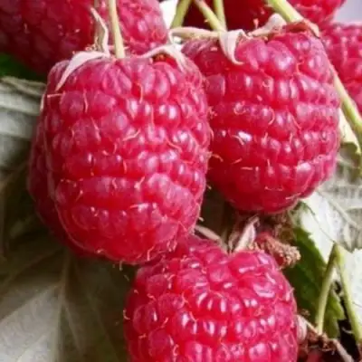 Малина ГЕРАКЛ в Калинковичах