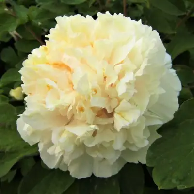 Пион НЕЖНЫЙ ГОЛОС древовидный в Калинковичах