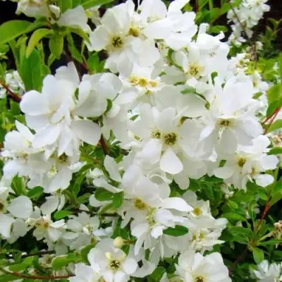 Экзохорда ЗЕ БРАЙД в Калинковичах