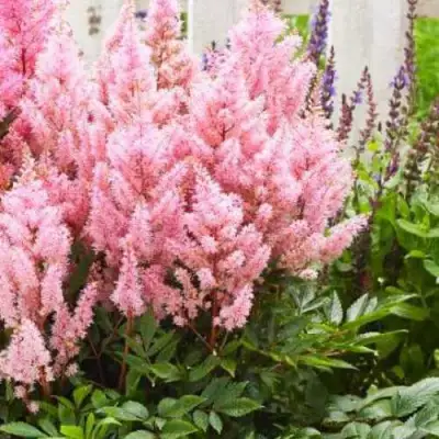 Астильба ЛУК ЭТ МИ японская в Калинковичах