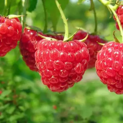 Малина ПРОСТО ПРЕЛЕСТЬ (СТОЛЕШНИК) в Калинковичах