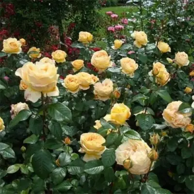 Роза КЕНДЛАЙТ чайно-гибридная в Калинковичах