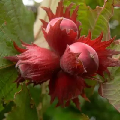 Фундук МОСКОВСКИЙ РУБИН в Калинковичах