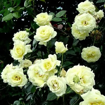 Роза ЭЛЬФ плетистая в Калинковичах