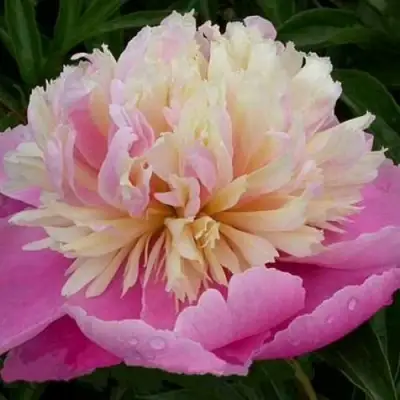 Пион ВЕСЕННЯЯ ПАЛИТРА травянистый в Калинковичах