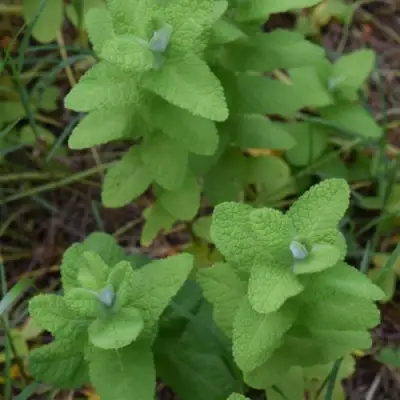 Мята АПФЕЛМИНЦЕ в Калинковичах