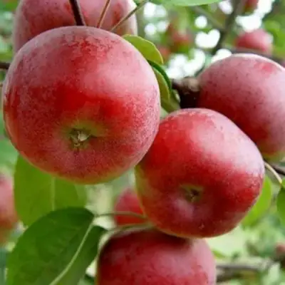 Яблоня АНТЕЙ в Калинковичах