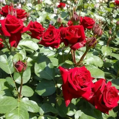 Роза ЭКСПЛОРЕР чайно-гибридная в Калинковичах