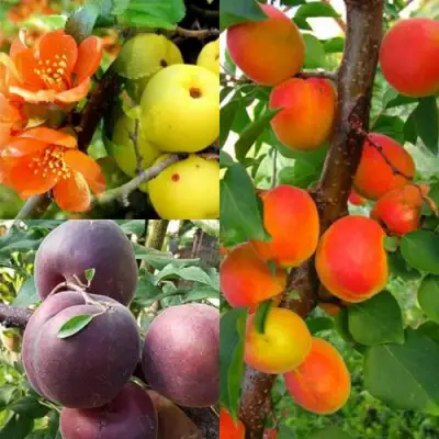 Комплект САД ДЛЯ ГУРМАНА в Калинковичах