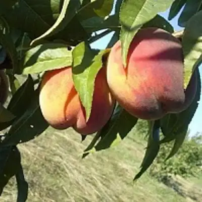 Персик СОФГАФЕН в Калинковичах