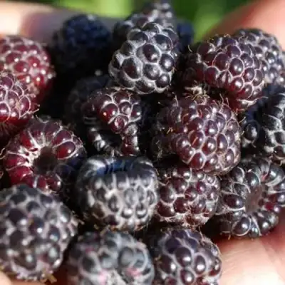 Малина БРИСТОЛЬ в Калинковичах