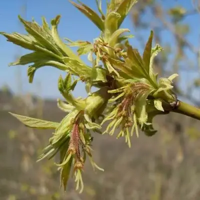 Клен ясенелистный в Калинковичах