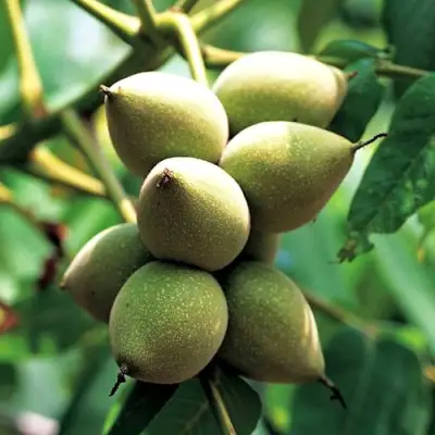 Орех МАНЬЧЖУРСКИЙ в Калинковичах